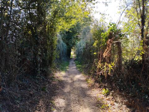 Un chemin creux Un chemin creux