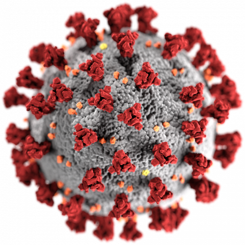 Le virus Covid-19