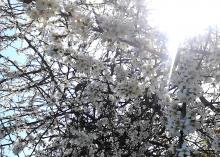 Un arbre aux fleurs blanches