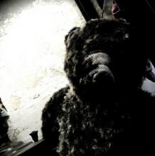 Ours en peluche