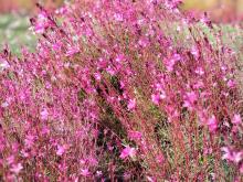 Gaura rose en fleurs