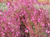 Gaura rose en fleurs