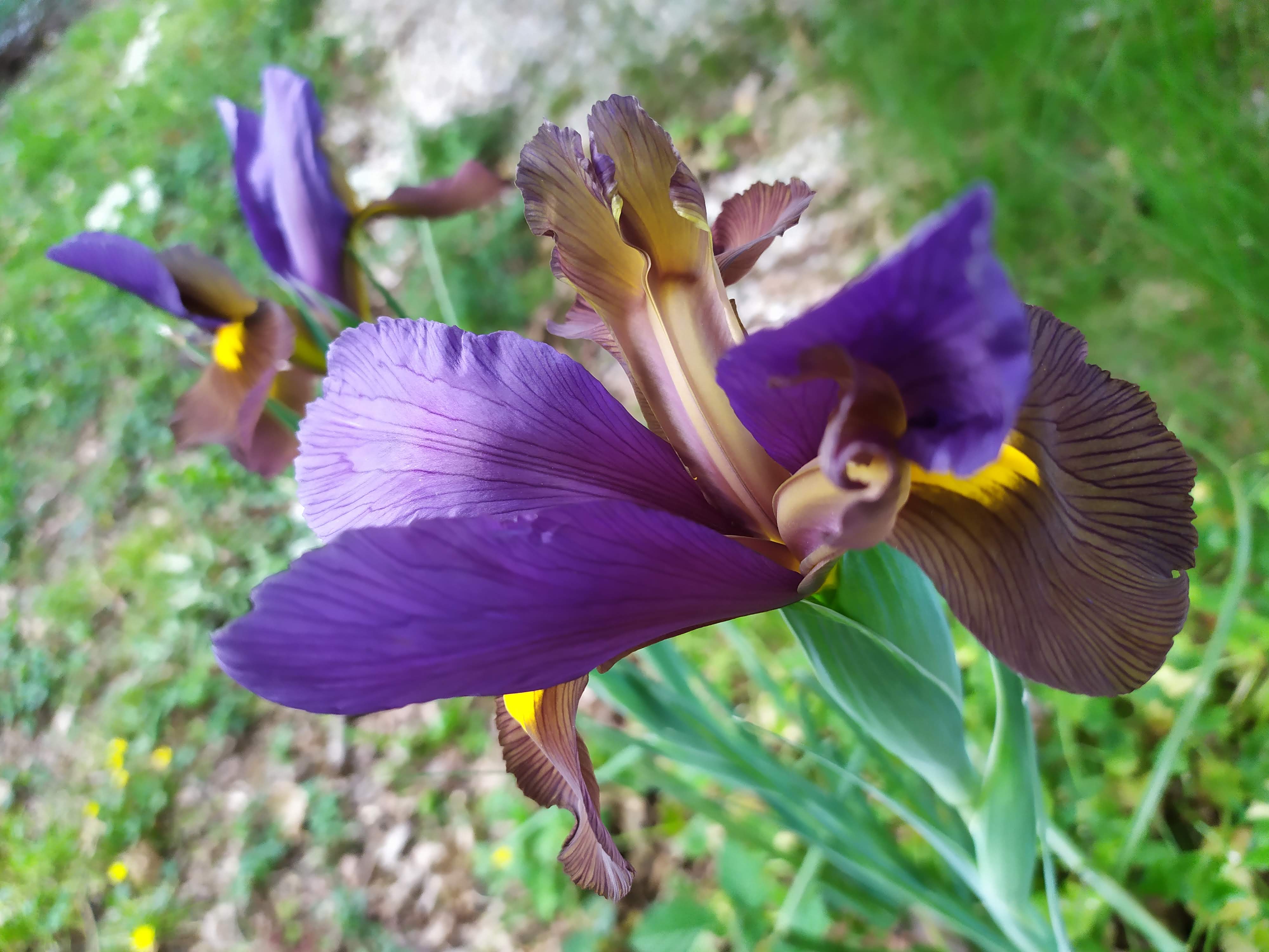 Une fleur (iris)