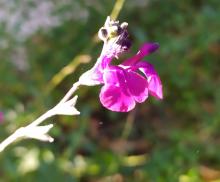 Sauge Mauve de Loire