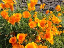 Pavots de Californie