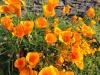 Pavots de Californie
